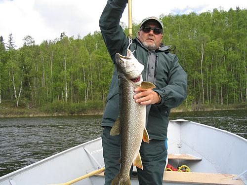 laketrout5 (4)